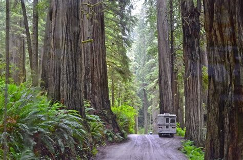 Maybe you would like to learn more about one of these? Stories, Videos & Facts: Coastal Redwoods & Jedediah Smith ...
