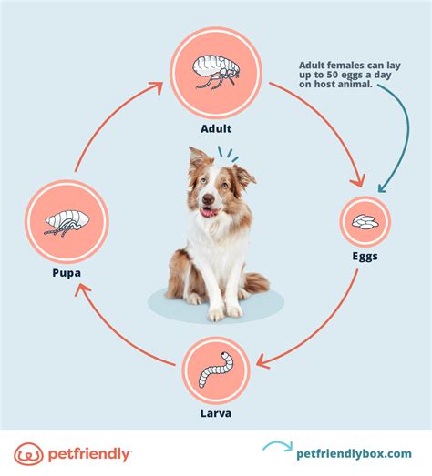 Stages Of Fleas Life Cycle