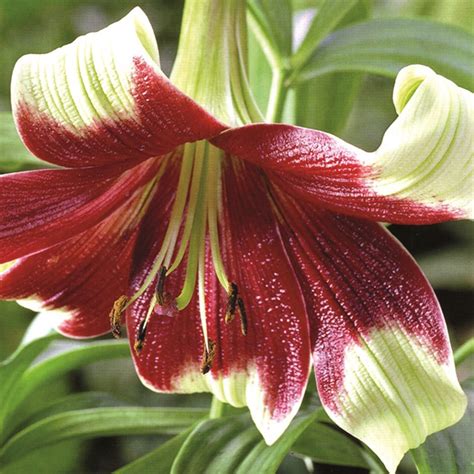 Buy Lily Bulb Lilium Nepalense Delivery By Waitrose Garden
