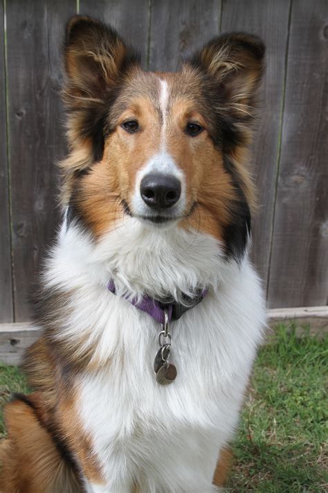 Pin On Old Time Scotch Colliesfarm Collies