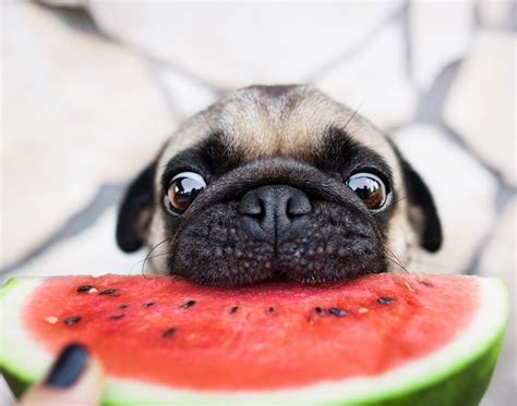 Cute Pug Eating Watermelon Cute Dogs And Puppies Cute Puppies Cute Pugs