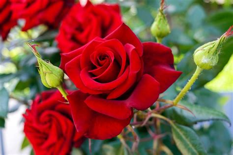 7 Rose Growing Secrets The Pros Use The Gracious Wife