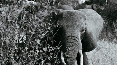 Download Wallpaper 2560x1440 Elephant Bw Walking Wildlife Widescreen