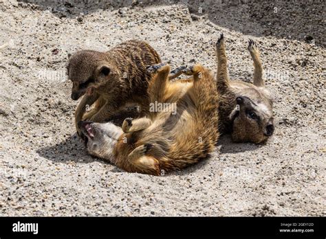 Meerkat Suricata Suricatta Hopping Around And Fighting Each Other