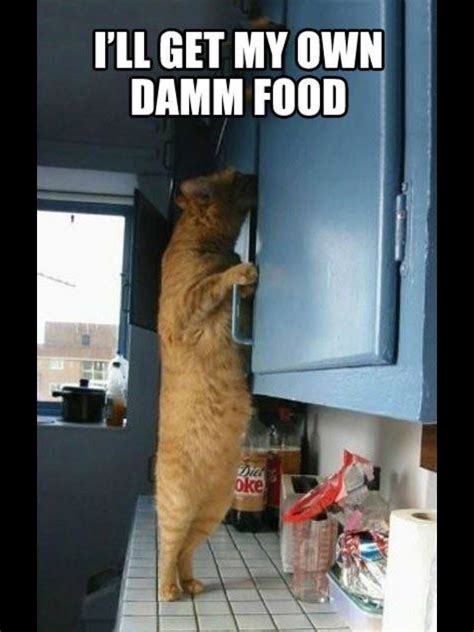 Cat Eating Food Meme Cat Mania