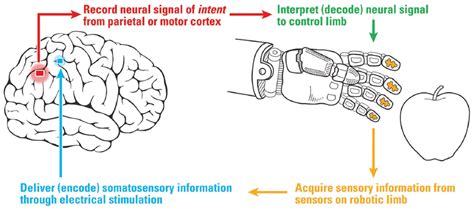 Frontiers Engineering Artificial Somatosensation Through Cortical