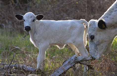 Pedigree British White Cattle Calf Has Been Born At Blenheim