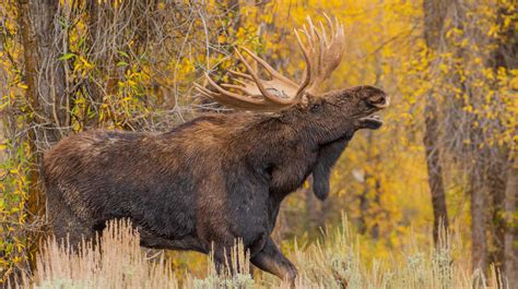 Bull Moose In The Autumn Rut Web Cropped Rendezvous Mountain Rentals