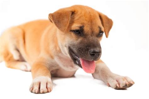 There heart rate is a lot faster too. 3 Reasons Why Your Puppy Is Breathing Fast | MySweetPuppy.net