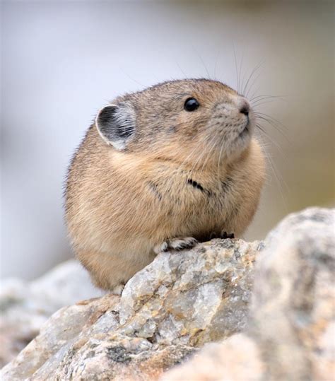 American Pika Closely Related To The Rabbit Rhamphotheca