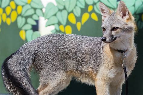 Grey Fox Sacramento Zoo