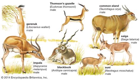 Antelope History And Some Interesting Facts