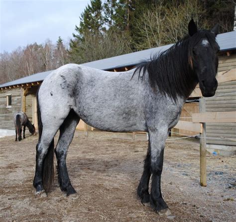 Blue Roan Nokota How Cute Horsies Horses Rare Horse Breeds