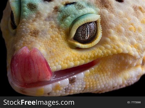 Lip Licking Gecko Free Stock Photos StockFreeImages