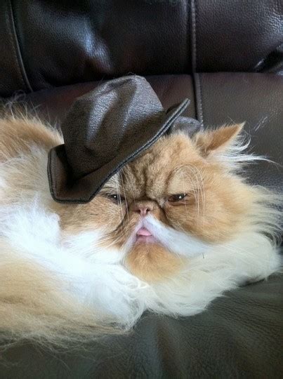 Caterville — Howdy Partner Cats In Cowboy Hats