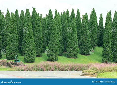 Pine Trees On Grass In The Park Background Stock Image Image Of Blue