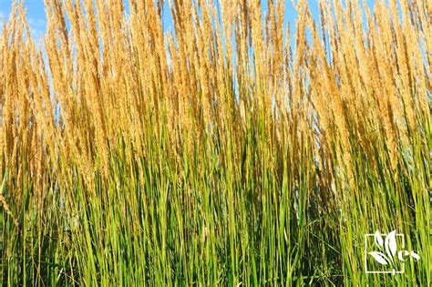 11 Companion Plants For Karl Foerster Grass Landscaping Paradise