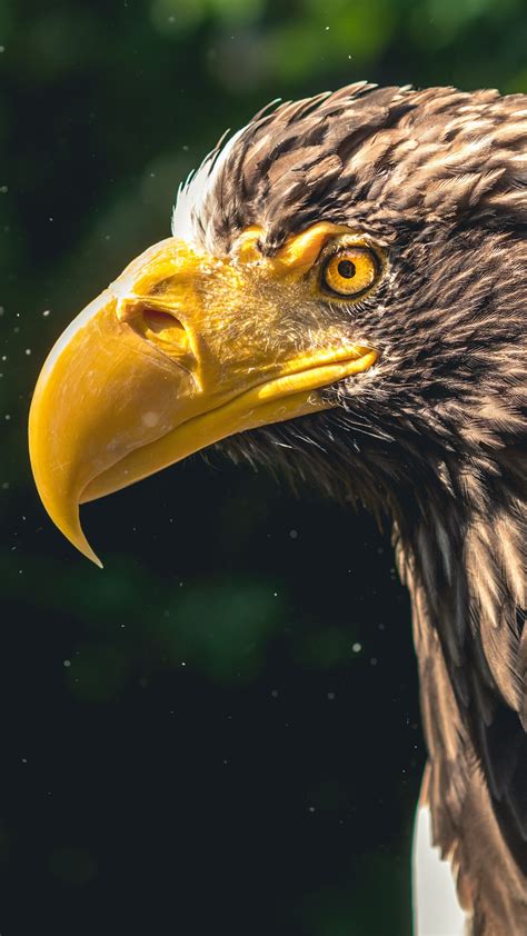 2160x3840 Eagle 5k Sony Xperia Xxzz5 Premium Hd 4k Wallpapers Images