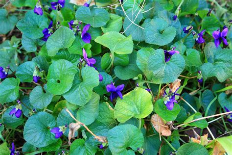 Flowering Violets Free Stock Photo Public Domain Pictures