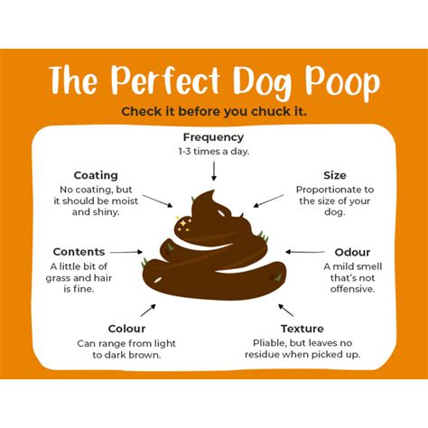 What Does A Healthy Dog Poop Look Like