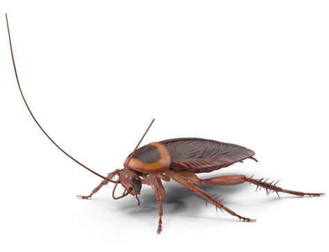 Cockroach Pest Control Preventive Pest Control