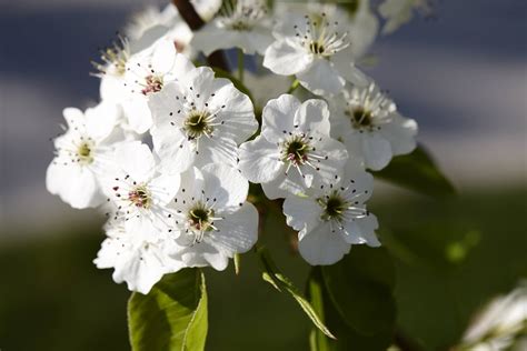 The Flowering Chanticleer Callery Pear Tree