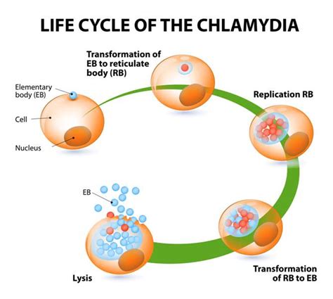 Хламидия Трахоматис Chlamydia trachomatis у женщин симптомы и лечение