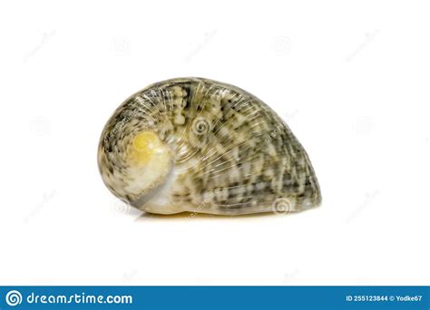 Images Of Nerita Chamaeleon Sea Snail Is A Species Of Sea Snail A