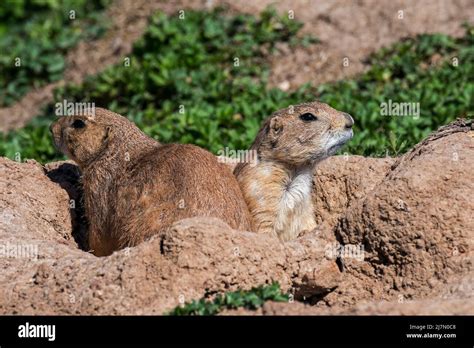 Black Tailed Prairie Dogs Cynomys Ludovicianus Native To The Great