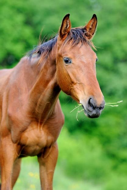 Premium Photo Horse In Meadow