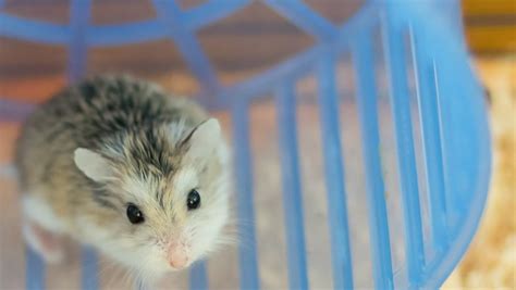 How To Keep A Roborovski Dwarf Hamster Complete Care Guide Hamster