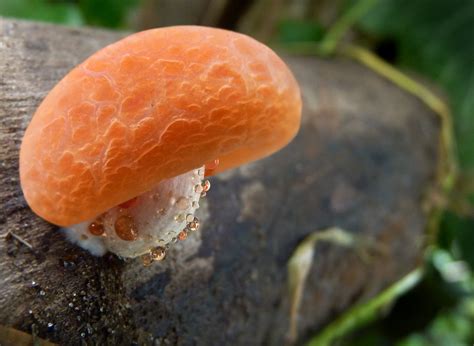 Wrinkled Peach (Rhodotus Palmatus) - I think. . . | I have b… | Flickr
