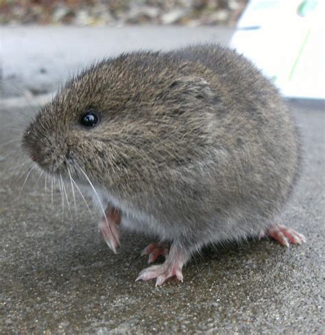 Rodents are mostly distinguished by their teeth—the word rodent comes from the latin word rodere, meaning to gnaw.. What is a Vole? - Effective Wildlife Solutions