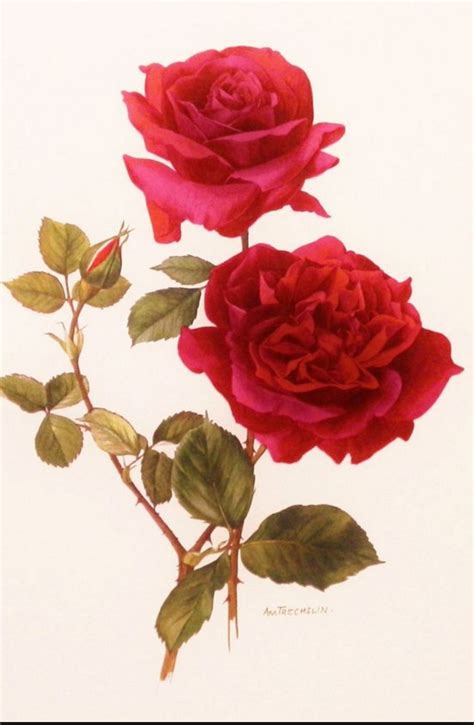 Rose Art Reference Botanical Illustration Vintage Flower