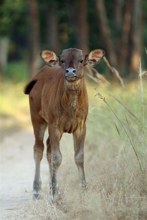 Bison In India Gaur In India