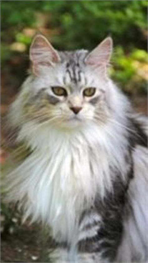 They are among the largest domestic cat breeds, with. Maine Coon Characteristics