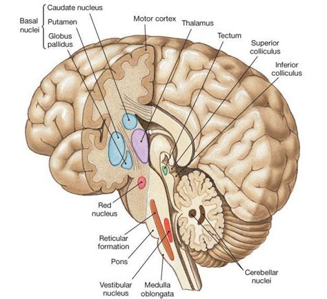 3d views of the brainstem, its nuclei, and 10 brainstem sections, from inferior to superior, have been described in this section of the book. Cross section showing deeper structure. | Brain anatomy, Anatomy and physiology, Human anatomy ...