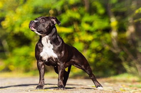 Information About The American Bulldog And American Pitbull Terrier Mix