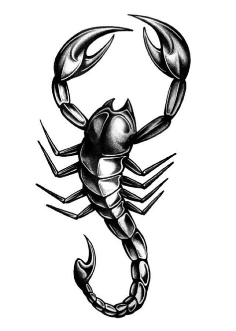 Easy Scorpion Drawing At Getdrawings Free Download