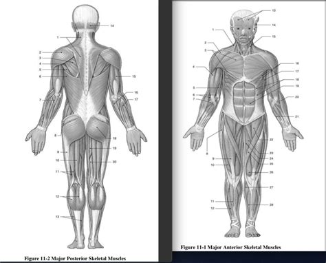 Diagram 11 Human Body Systems