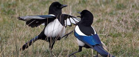 If your green card has expired prior to traveling abroad but you're afraid there won't be time to. The RSPB: Magpie