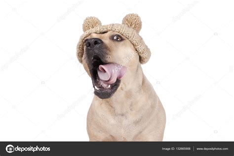 Funny Dog Yawning And Rolling Tongue Wearing Knitted Hat With Pompons