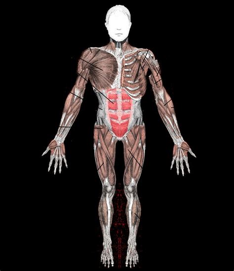 The diagram accompanying the drawing further reveals the actions of the muscles in this pose. Diagram Of Muscular System (With images) | Human body ...