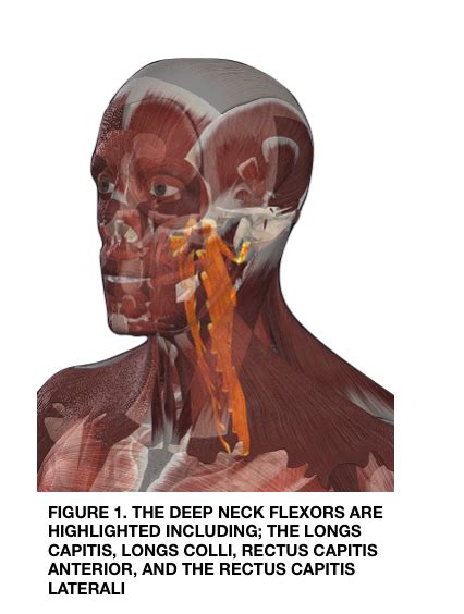 Neck Pain And The Deep Neck Flexors — Sparc