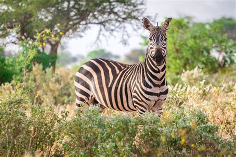 Zebra In Savanna African Wildlife In Masai Mara Amboseli Samburu