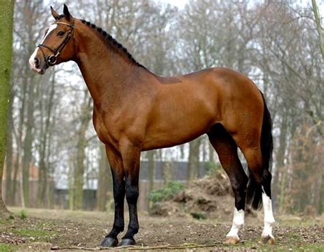 Voltaire Dutch Warmblood Warmblood Horses Horse Breeds Horses