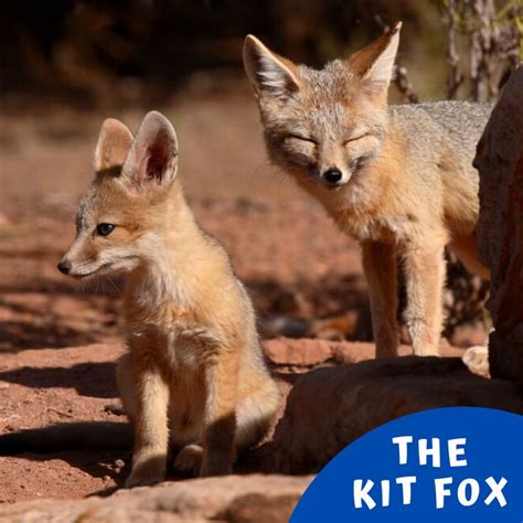 The Kit Fox Mammals Fox Facts Animals