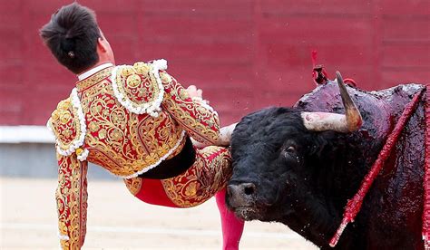 Bullfighter Gravely Ill After Bull Gored Him In Thigh And Groin