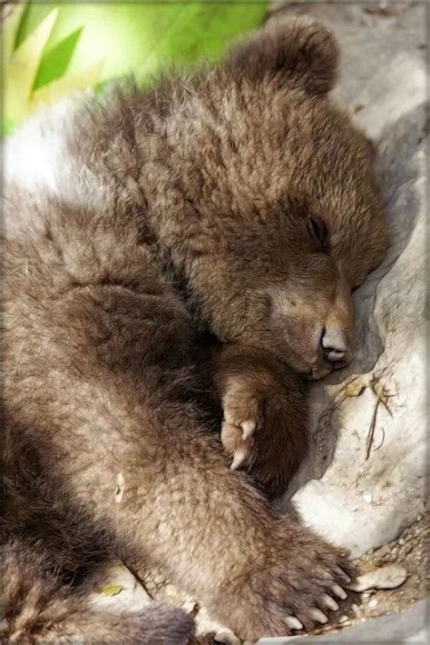 Pin By Annie On Bears In 2020 Sleeping Animals Bear Cubs Animals