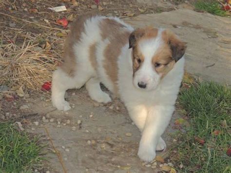 Wyndlair collies offers for sale the finest akc rough collie puppies bred in the world. 1 Rough Collie Puppy,Purebred, 6 Weeks old FemaleThrowback for Sale in Windsor, Ohio Classified ...